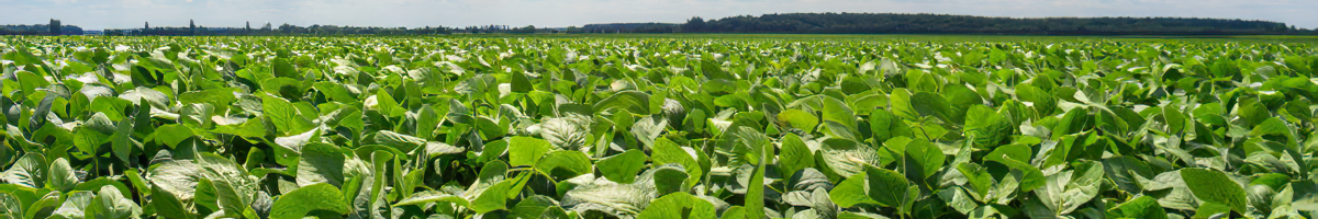 campo-soja-verde-periodo-floracion-limpio-enfermedades-plagas-sano_73164-17-gigapixel